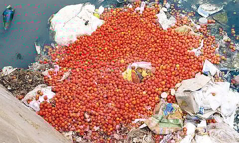 விலை வீழ்ச்சியால் திருப்பூரில் தக்காளிப்பழங்களை ஓடையில் கொட்டும் விவசாயிகள்