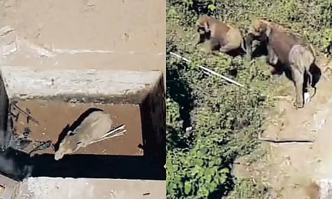 குடிநீர் தொட்டிக்குள் விழுந்த குட்டி யானை - 10 மணிநேரம் போராடி மீட்ட வனத்துறையினர்