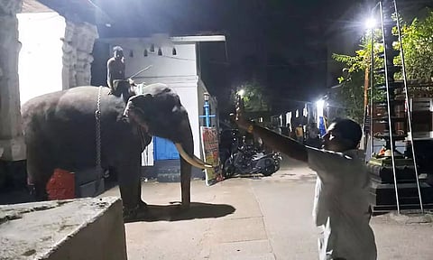 கோவிலில் ஆக்ரோஷமாக ஓடி பரபரப்பை ஏற்படுத்திய யானை கட்டுக்குள் கொண்டுவரப்பட்ட காட்சி.
