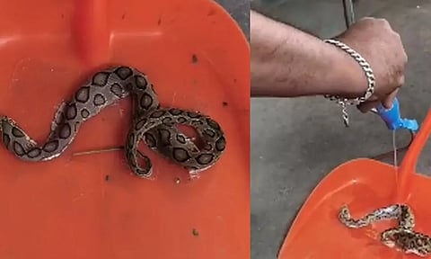 செல்போன் ஸ்கிரீன் கார்டில் சிக்கி தவித்த குட்டி பாம்பு- பசையில் இருந்து போராடி மீட்கப்பட்டு காட்டுக்குள் விடப்பட்டது