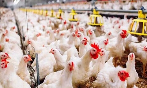 பறவை காய்ச்சல் எதிரொலி... கோழி இறைச்சி விலை கடும் வீழ்ச்சி!