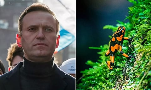 ரஷிய எதிர்க்கட்சித் தலைவர் விஷம் வைத்துக் கொல்லப்பட்டார்: உறுதி செய்த பிரிட்டன்