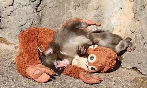 உயிரியல் பூங்காவில் குரங்கு பொம்மையிடம் தாயின் அரவணைப்பு தேடும் குரங்குக் குட்டி - வைரல் வீடியோ