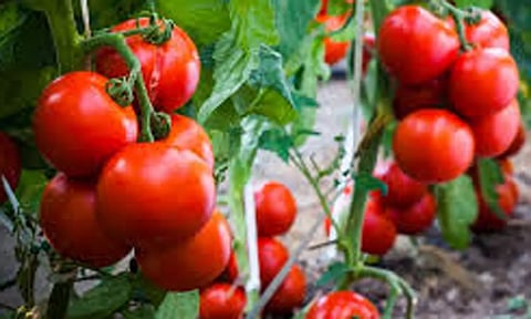 விலை வீழ்ச்சி எதிரொலி: செடியிலேயே பறிக்காமல் விடப்படும் தக்காளிகள்- விவசாயிகள் கவலை