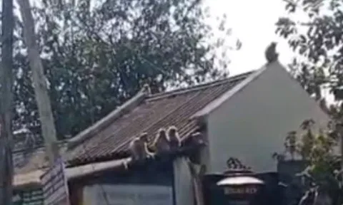 வீடுகளுக்குள் புகுந்து குரங்குகள் அட்டகாசம்.. ஆசனூர் மக்கள் அவதி