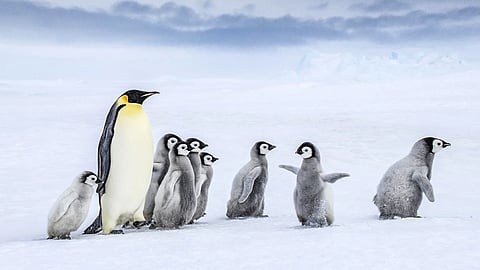 മഞ്ഞുരുകുന്ന അന്റാർട്ടിക്ക; എമ്പറർ പെൻഗ്വിനുകൾ അപ്രത്യക്ഷമാകുന്നു! ആഗോളതാപനം തീർക്കുന്ന ചതിക്കുഴിയിൽ അകപ്പെട്ട് മഞ്ഞുഭൂമിയുടെ കാവൽക്കാർ