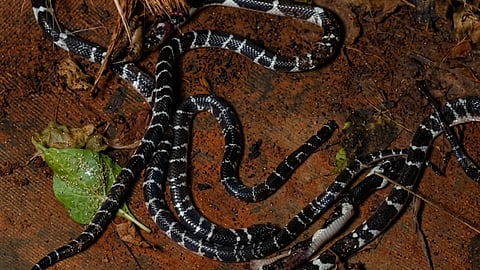 കുറ്റ്യാടിയിൽ കുട്ടികൾ ഉറങ്ങിക്കിടന്ന കിടക്കയിൽ വിഷപ്പാമ്പ്, പരിശോധനയിൽ നാലെണ്ണത്തിനെക്കൂടി വീട്ടിൽനിന്ന് കണ്ടെത്തി; പേരാമ്പ്രയിൽ യുവതിക്ക് കടിയേറ്റു