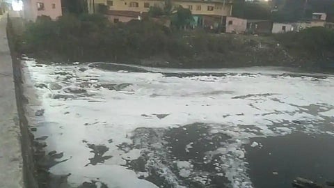 A foaming Waldhuni near Samrat Ashok Nagar.(Sourced)