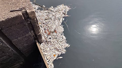 Seal industrial units discharging untreated waste in river:Maha CM