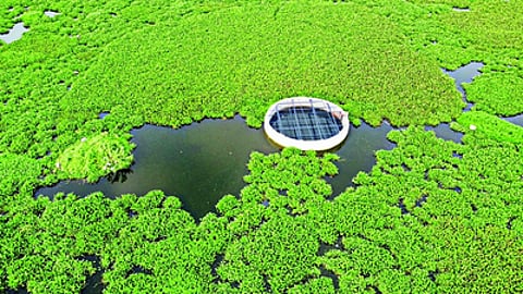 A view of the Madambakkam lake for whose revival the Tambaram Corporation has sought CSR funds