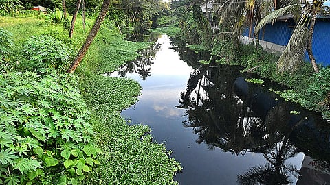 A narrow canal in Kochi heavily covered with green water hyacinth and vegetation, flanked by palm trees and buildings