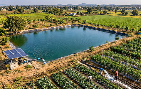 Rainwater-harvesting farm pond beside cultivated fields in Dewas, Madhya Pradesh.