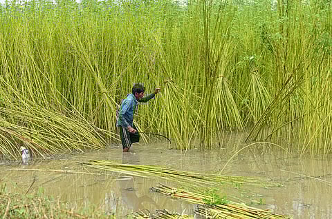 केंद्राने २०२५-२६ च्या हंगामासाठी कच्च्या जुटचा किमान आधारभूत किंमत (MSP) ३१५ रुपयांनी वाढवला