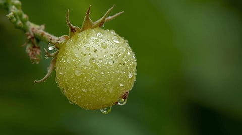 As raw amla is the powerhouse of Vitamin C, it can effectively help your body ward off various infections that rise during winter seasons with the declining mercury.