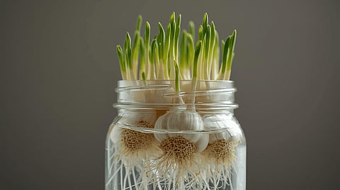 Garlic is used extensively in various vegetables as it offers several health benefits mainly due to the presence of compound allicin.