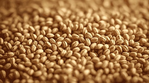 The food is an excellent source of fibres, micronutrients, amino acids, and vitamins.