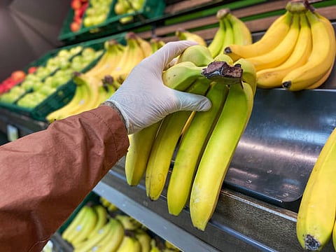 Traders often use agents such as calcium carbide (it produces acetylene gas) and ethylene gas to increase ripening process.