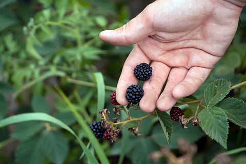Blackberry helps in healing wounds, regenerating the skin, absorb iron, and aid the immune system.