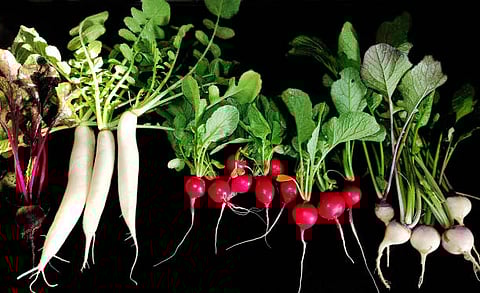 Radishes have emerged as powerful antifungal vegetable as it contains antifungal protein RsAFP2.