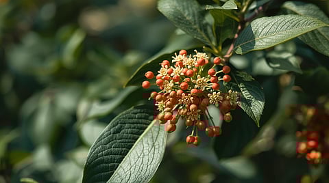 Ashwagandha root has been used in the traditional Indian medicine systems as an adaptogen.