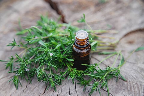 Thyme essential oil, extracted from leaves, is extensively used as a natural cough remedy.