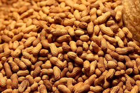 Peanut allergy is a leading cause of food allergy worldwide.