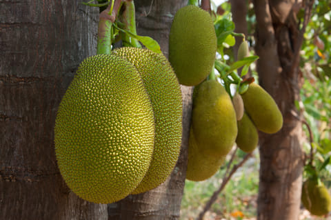 Jackfruit offers fiber, potassium, antioxidants, and vitamins that aid digestion, immunity, and heart health.