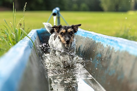 How to protect stray animals from heatwave