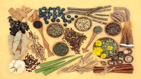 Whole foods offer the much-needed daily energy and cellular building blocks that the body needs while culinary herbs function as concentrated powerhouses of antioxidants.
