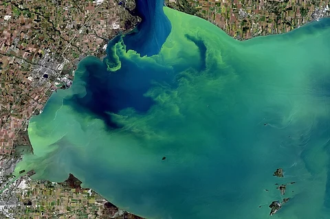 Algal Bloom South Australia