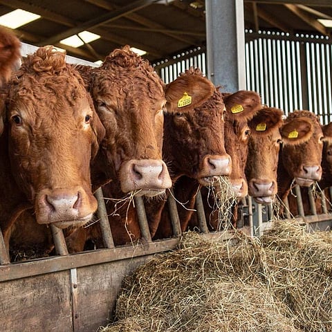 ഓസ്ട്രേലിയൻ സ്റ്റീക്ക് യുകെയിലെ ബീഫ് വ്യവസായത്തിന് ഭീഷണി
