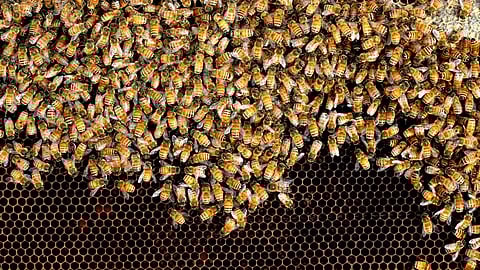 വറോവ മൈറ്റിന് ഒരു തേനീച്ച കോളനിയെ മുഴുവൻ നശിപ്പിക്കും.
