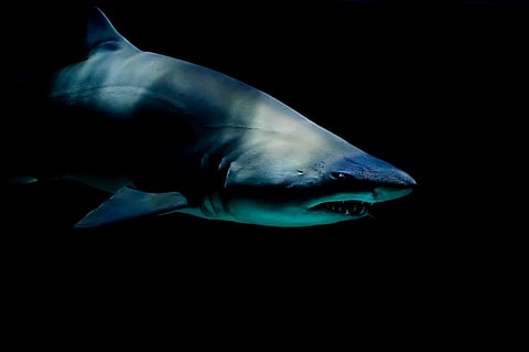 Shark