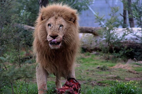 Tasmania Zoo lion Megalou