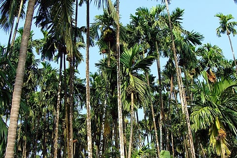 aracanut