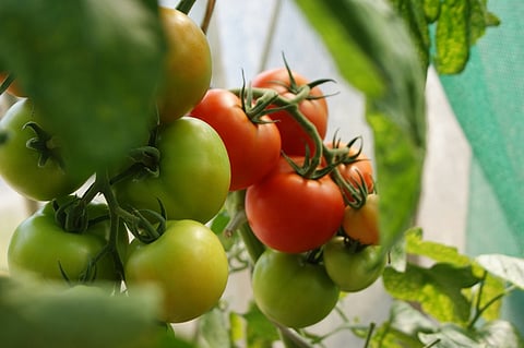 India-Australia Organic Trade
