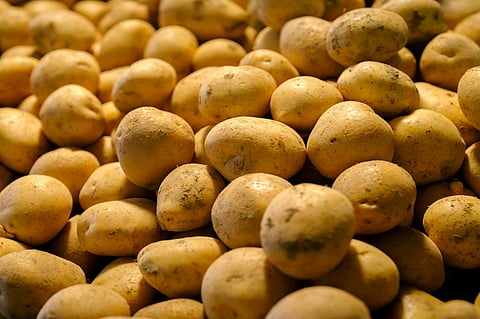 tasmania-potato
