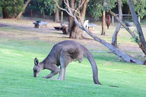 Kangaroo Collisions Rise Across South Australia