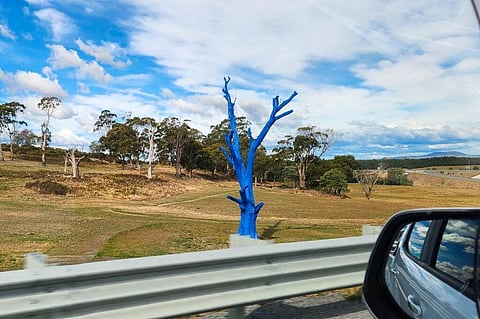 മാനസികാരോഗ്യ അവബോധത്തിന്റെ പ്രതീകമായി നിലനിന്നിരുന്ന നീല മരം മുറിച്ചു