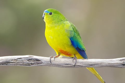 orange-bellied parrots