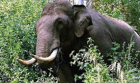 വയനാട് തിരുനെല്ലിയില് കാട്ടാന ആക്രമണം; മധ്യവയസ്ക കൊല്ലപ്പെട്ടു