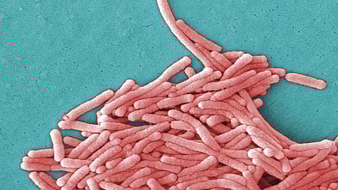 സിഡ്നിയിൽ വീണ്ടും ലെജിയോണെയേഴ്സ് രോഗം