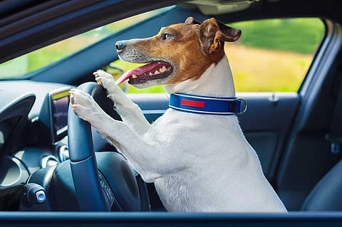 കടൽതീരത്ത് വാഹനം ഓടിച്ച് നായ; കേസ്