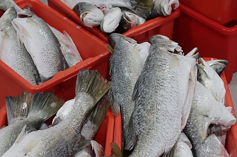 കാളാഞ്ചി മത്സ്യം