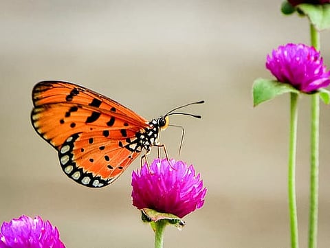 ചിത്രശലഭത്തിന്റെ വ്യാപനം ട്രാക്ക് ചെയ്യാൻ സോഷ്യൽ മീഡിയ സഹായിക്കുന്നു
