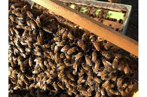 ഓസ്ട്രേലിയൻ തേനിന് ശക്തമായ ആൻറി ബാക്ടീരിയൽ ഗുണങ്ങളുണ്ടെന്ന് പഠനം