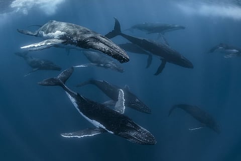 ഓസ്ട്രേലിയ ചരിത്രപ്രസിദ്ധമായ ഹൈ സീസ് ഉടമ്പടിയിൽ ചേരുന്നു