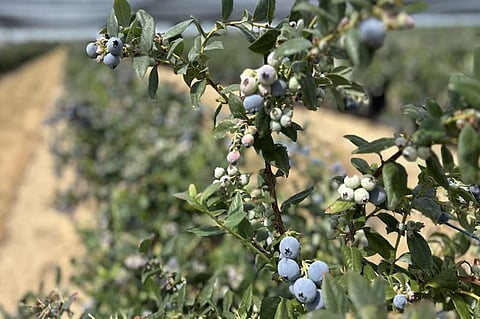 ബ്ലൂബെറി കൃഷിയിൽ വൻ മുന്നേറ്റം; നിയന്ത്രണങ്ങൾ വേണമെന്ന് പരിസ്ഥിതി പ്രവർത്തകർ