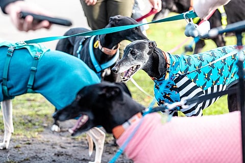 നായ്ക്കുട്ടികൾക്ക് ഭീഷണിയായി പാർവോവൈറസ്