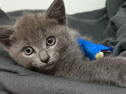 മെൽബണിൽ ഓടുന്ന കാറിൽ നിന്ന് പൂച്ചക്കുട്ടികളെ വലിച്ചെറിഞ്ഞു